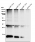 Anti-BDNF Rabbit Monoclonal Antibody